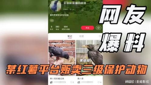 死亡番薯爆料视频大全,视频大全背后的惊人真相