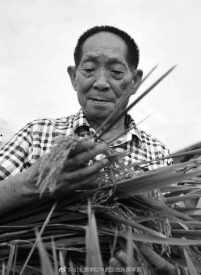 袁隆平下田爆料视频完整版,农业科技巨擘的田间实践与智慧分享