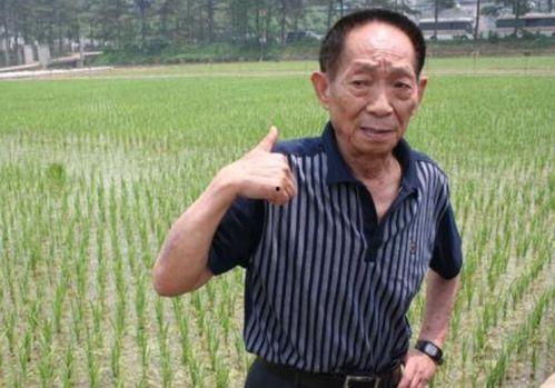 袁隆平下田爆料视频完整版,农业科技巨擘的田间实践与智慧分享
