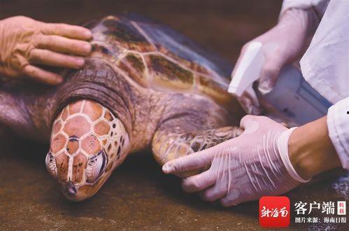 海龟爸爸爆料视频,真实生活背后的感人故事