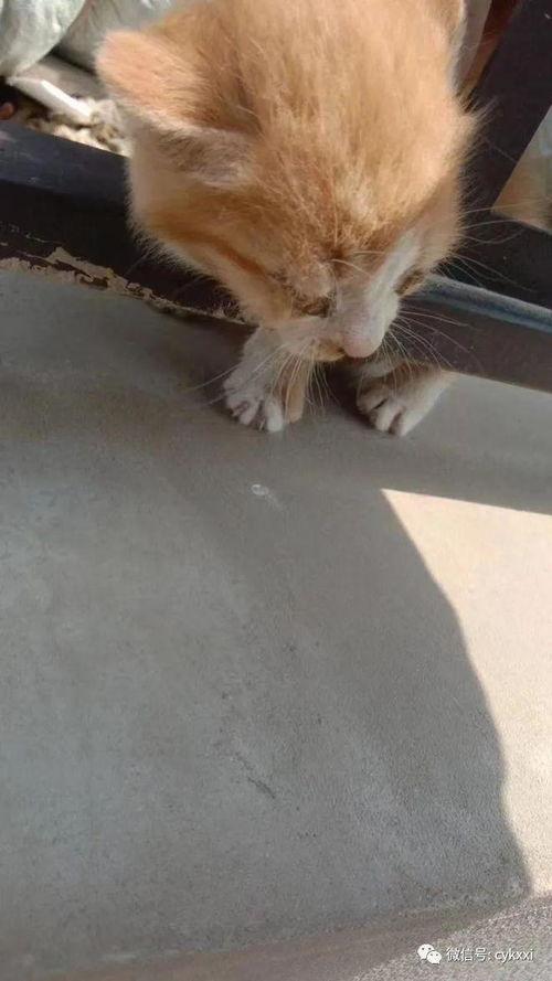 有网友爆料小猫咪吗视频,萌宠小猫咪的趣味视频集锦