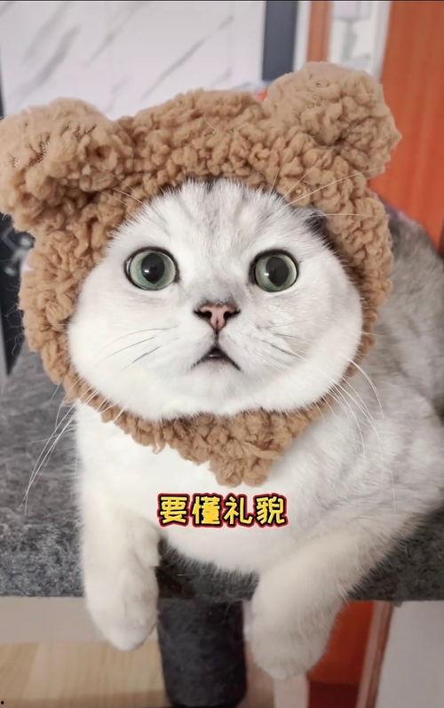 有网友爆料小猫咪吗视频,萌宠小猫咪的趣味视频集锦