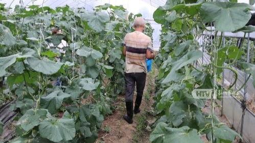 杭州网红事件吃瓜,揭秘网络狂欢背后的真相与反思