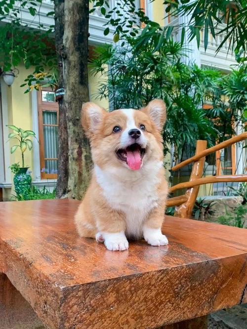 萌神柯基爆料视频大全,笑点满满，萌态百出