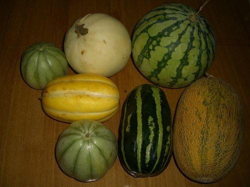 各种吃瓜网红精品视频,揭秘热门视频背后的精彩故事