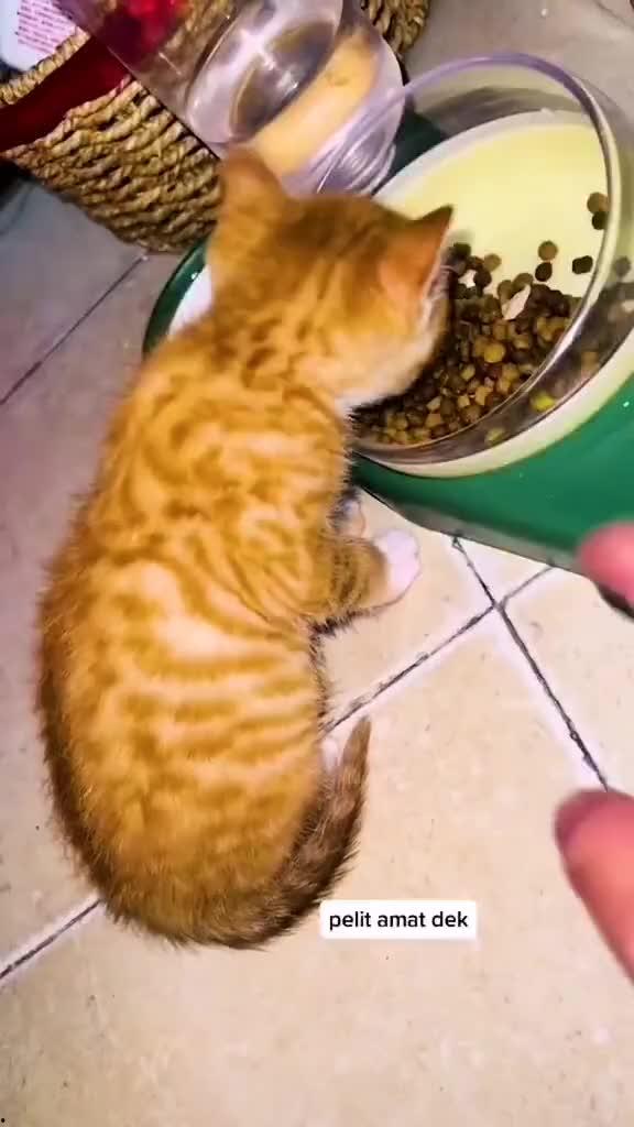 萌宠视频热点爆料,萌宠圈爆火！最新热点视频盘点