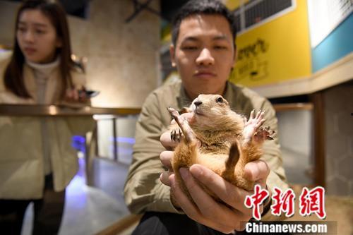 萌宠视频热点爆料,萌宠圈爆火！最新热点视频盘点