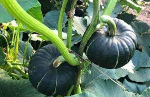 吃瓜恶心事件网红,网红丑闻引发的舆论风暴