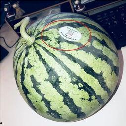 网红炸裂吃瓜,揭秘娱乐圈幕后风云