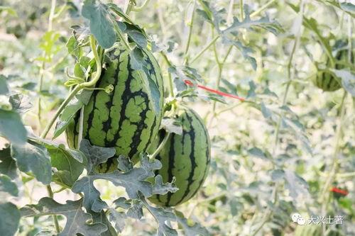 网红炸裂吃瓜,揭秘娱乐圈幕后风云