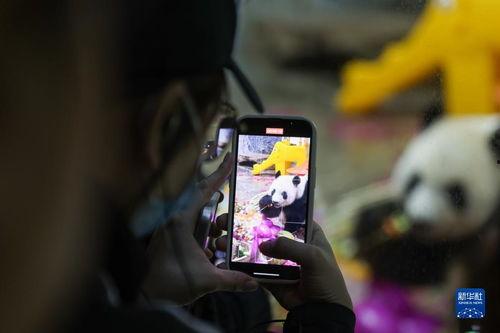 熊猫兄弟爆料视频,揭秘幕后精彩瞬间