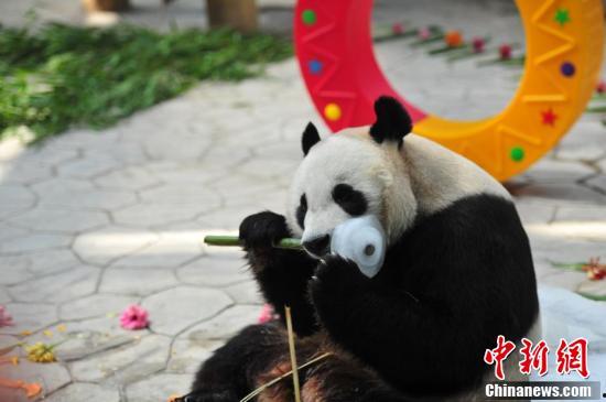 熊猫兄弟爆料视频,揭秘幕后精彩瞬间