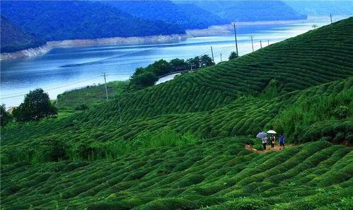 鹅厂高层爆料视频大全,揭秘腾讯内部真相与未来战略