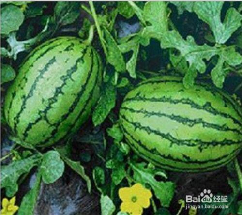 可以吃网红瓜的qq群,网红瓜盛宴，QQ群里的热门话题大盘点