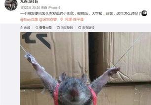 最新老鼠爆料新闻,揭秘娱乐圈惊人内幕