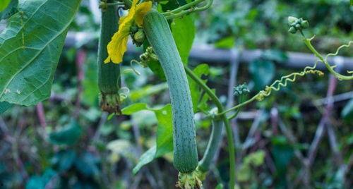 丝瓜官网最新版本爆料,揭秘最新版本亮点与功能革新