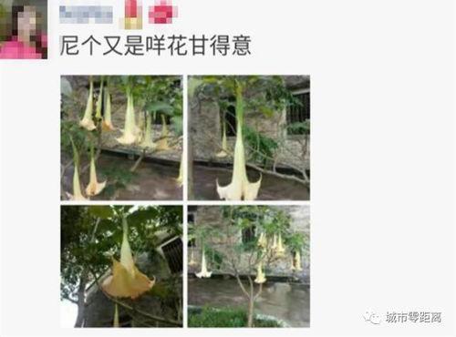 最新 植物爆料,这些植物竟有如此神奇功效！