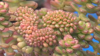 最新 植物爆料,这些植物竟有如此神奇功效！