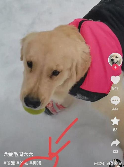 宠物爆料视频,萌宠日常大揭秘！