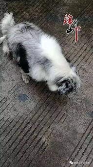 宠物爆料视频,萌宠日常大揭秘！