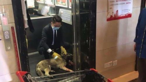 宠物爆料视频,萌宠日常大揭秘！