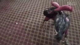 斗鸡电影在线观看,激战正酣，在线观看热血燃情