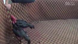 斗鸡电影在线观看,激战正酣，在线观看热血燃情