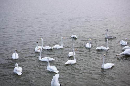 天鹅湖景区爆料事件视频,视频揭露惊人真相，游客权益引关注
