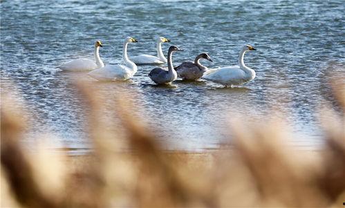 天鹅湖景区爆料事件视频,视频揭露惊人真相，游客权益引关注