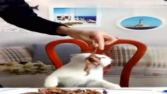 迪哥最新爆料视频在线看,揭秘幕后真相，精彩瞬间不容错过