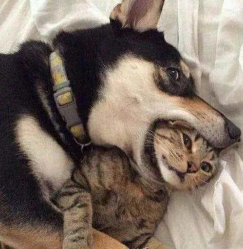 爆料二哈视频下载安装最新