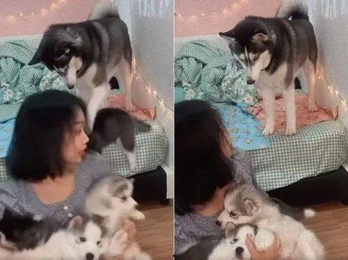 爆料二哈视频下载安装最新