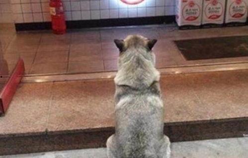 爆料二哈视频下载安装最新