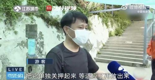 网红吃瓜翻车,一场网络狂欢的意外落幕