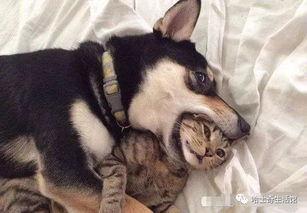 小狗爆料短视频下载,小狗爆料背后的下载秘密