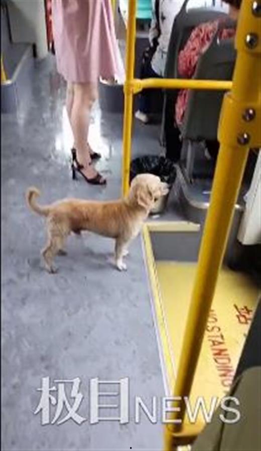 小狗爆料短视频下载,小狗爆料背后的下载秘密