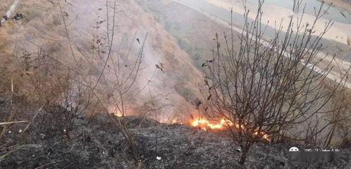 狮子山爆料视频最新版本,独家内幕大曝光！