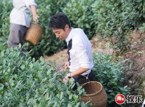 采茶老太爆料视频播放,揭秘茶叶市场背后真相