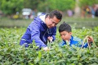 采茶老太爆料视频播放,揭秘茶叶市场背后真相