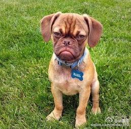 圆梦小狗最新爆料,最新爆料背后的故事与真相