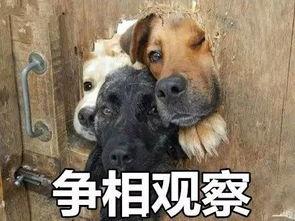 圆梦小狗最新爆料,最新爆料背后的故事与真相