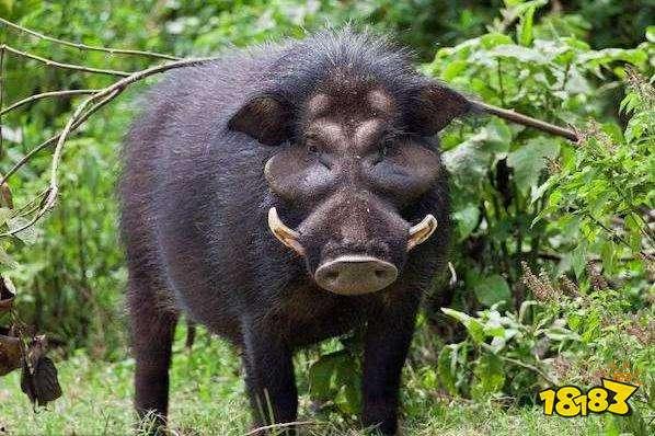 杭州野猪最新爆料一头大象,揭秘与神秘大象的神秘邂逅