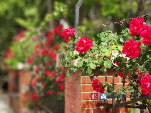 花百万前男友爆料视频,一段不为人知的情感纠葛