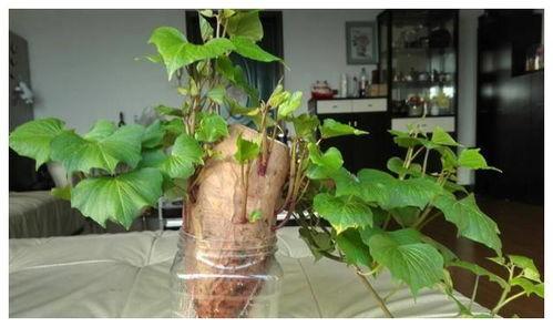 树叶最新爆料视频,独家内幕大公开！