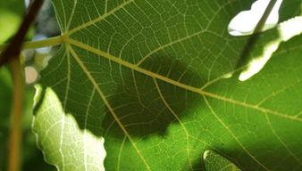 树叶最新爆料视频,独家内幕大公开！