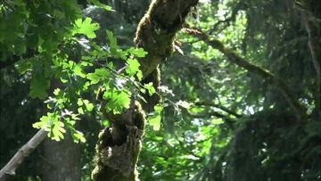 树叶最新爆料视频,独家内幕大公开！