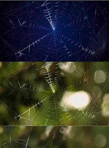 蜘蛛背景故事官方视频爆料,官方视频爆料背后的神秘故事