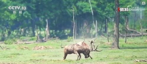 麋鹿爆料xyg最新消息