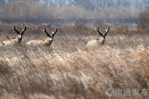 麋鹿爆料xyg最新消息
