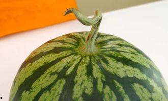 霸州最新的瓜爆料,揭秘背后惊人真相